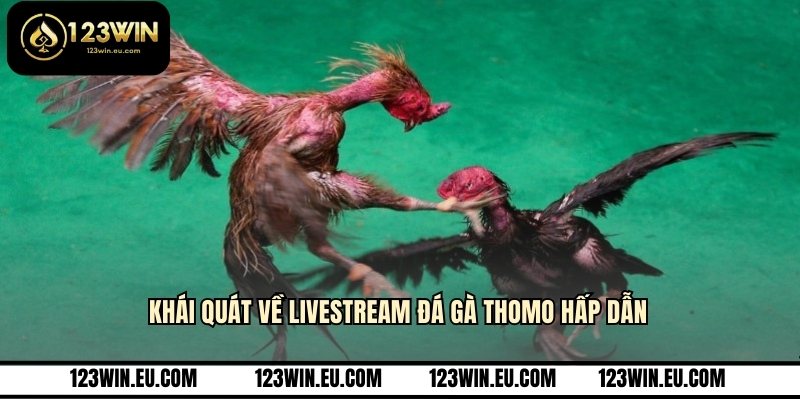 Khái quát về Livestream đá gà Thomo hấp dẫn